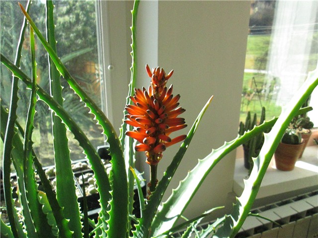 aloe barbadensis